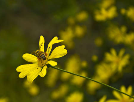 A Busy Bee on a Yellow Daisyの写真素材