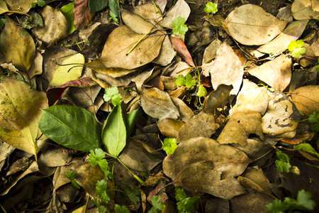 High Definition Leafsの写真素材