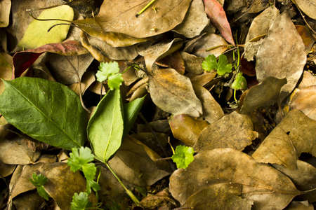 High Definition Leafsの写真素材
