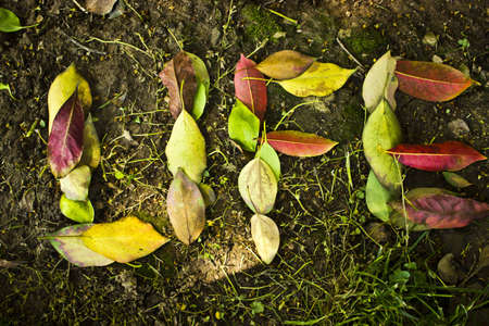 Life in Leafsの写真素材