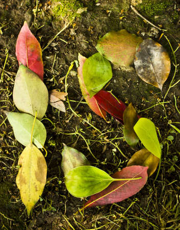 Is in Leafsの写真素材