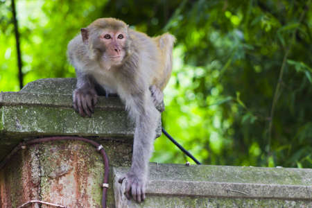 A monkey watching its surroundings 