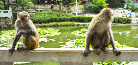 A mischevious monkey and his friend の写真素材