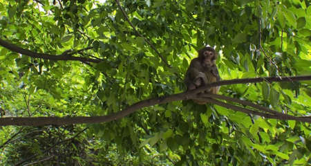 A Monkey in a Treeの写真素材