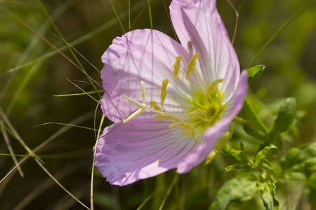Evening Primroseの写真素材