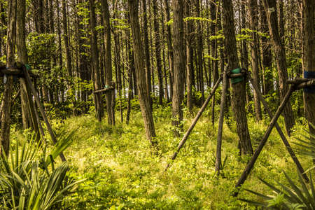 Forest Backgroundの写真素材