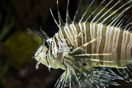 Lion Fish