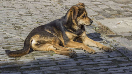 Puppy taking a breakの写真素材