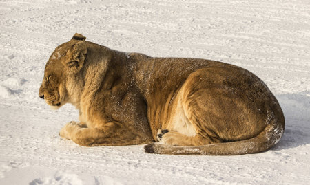 A Liger  half lion, half tiger  sleeping in the snow in Harbin Chinaの写真素材