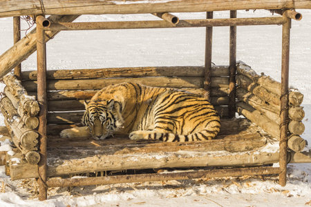 Siberian Tiger Sleeping in a Wooden Structure in Harbin Chinaの写真素材
