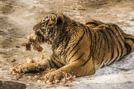 Siberian Tiger Eating a Chicken at the Siberian Tiger Reserve in Harbin Chinaの写真素材