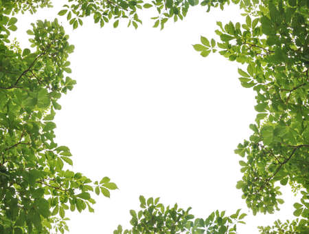 Green leaf picture frameの写真素材