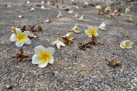 Flower in Gardenの写真素材