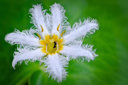 White  water snowflake in the gardenの写真素材