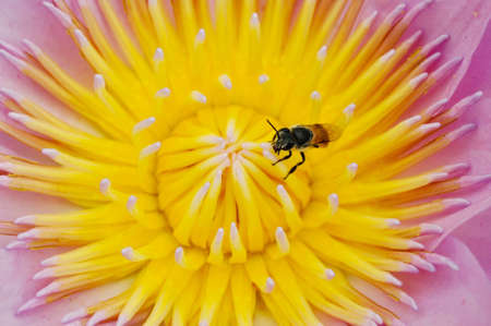 bee and Pollen lotus flowerの写真素材