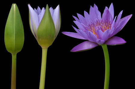 Lotus flower on black background