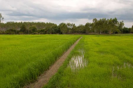 Rice field of Thailand in the rainy seasonの写真素材