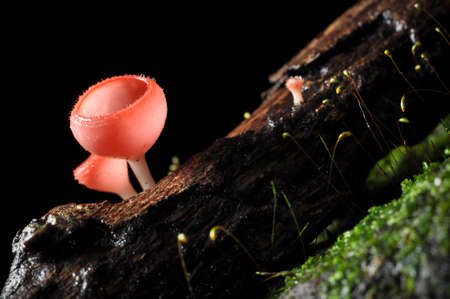Champagne Mushroom in Rain forestの写真素材
