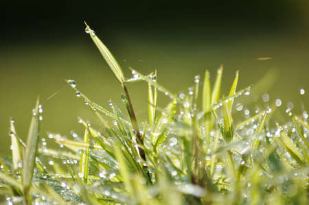 Morning dew on the grass