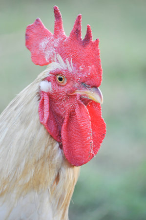 white rooster with red crestの写真素材