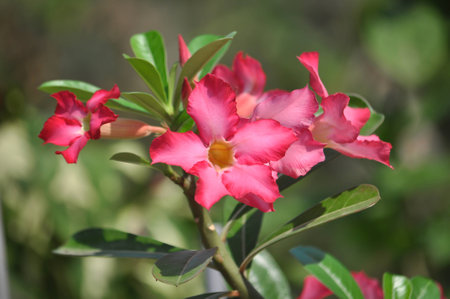 Desert Rose Flowers Sunny morningの写真素材