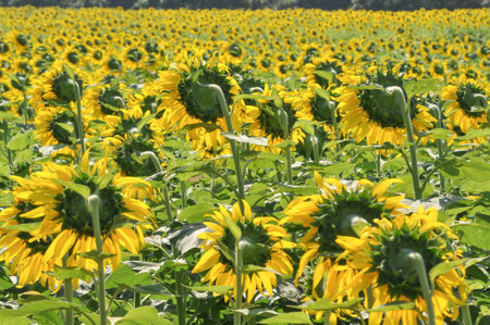 Sunflower field in thai farmの写真素材