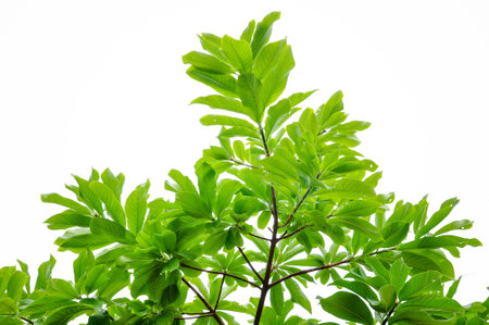 Green leaves on a white backgroundの写真素材
