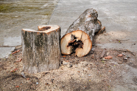 Trees to be cut down the middle of the courtyardの写真素材