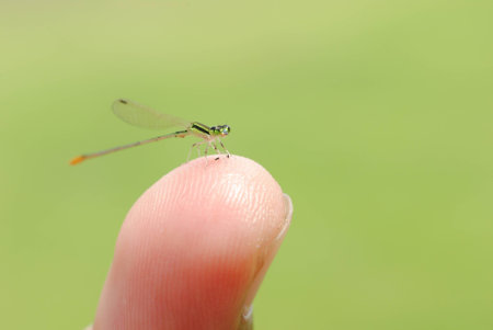Dragonfly fingertips on a green backgroundの写真素材