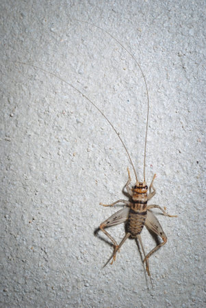 Cricket Brown on the cement floor