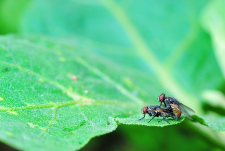 Flies are breeding on the leafの写真素材