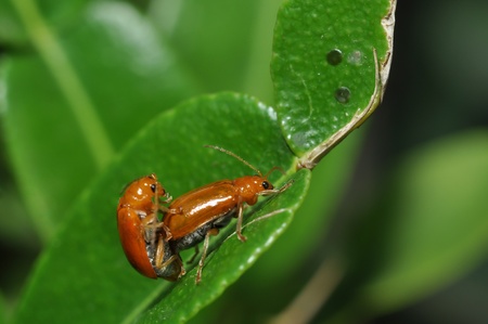 Orange Beetle mating on leafの写真素材
