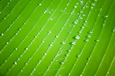 dew on green banana leaf in morning lightの写真素材