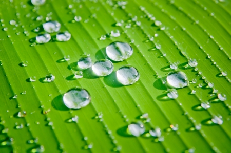 dew on green banana leaf in morning lightの写真素材