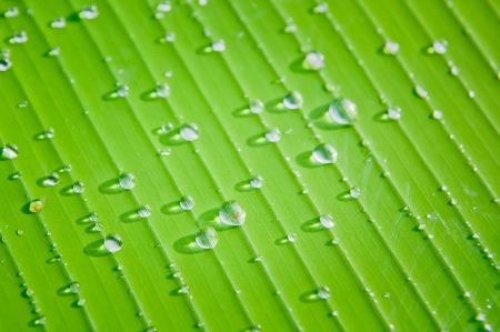 dew on green banana leaf in morning lightの写真素材