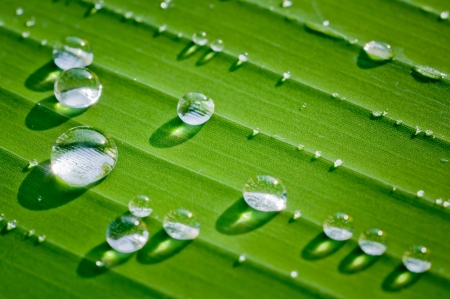 dew on green banana leaf in morning lightの写真素材