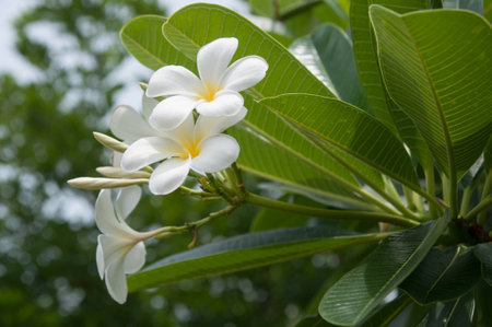 white frangipani flowers with leavesの写真素材