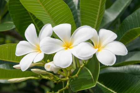 white frangipani flowers with leavesの写真素材