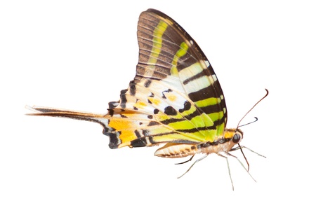 Fivebar Swordtail butterfly on White backgroundの写真素材