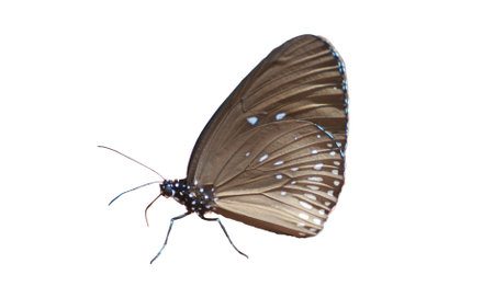 Common lndian Crow butterfly on White backgroundの写真素材