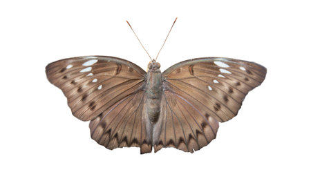 Malay Baron Butterfly on White backgroundの写真素材