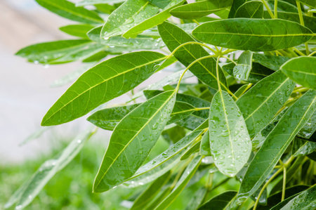 Green leaves with dew after the rainの写真素材
