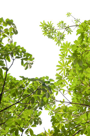 Green leaves on a white backgroundの写真素材
