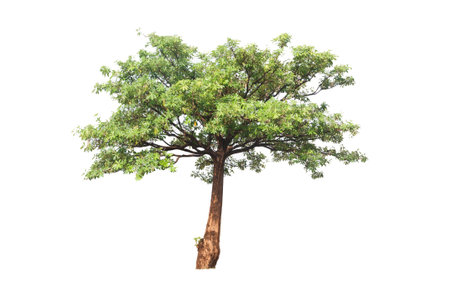 Green tree on  white backgroundの写真素材