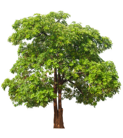 Green tree on  white backgroundの写真素材