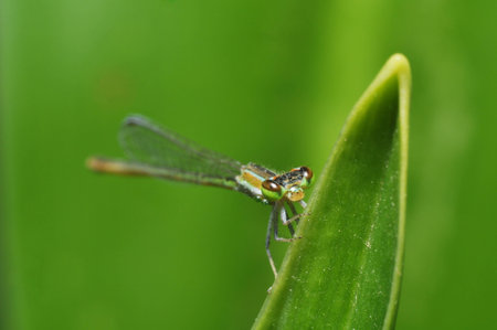 green dragonfly on green backgroundの写真素材