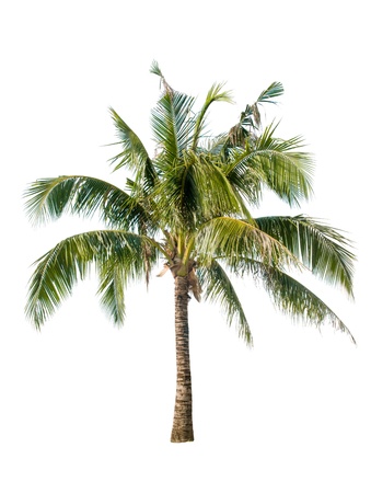 Coconut tree on white backgroundの写真素材