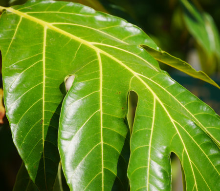 Close up of green leaf of mango tree in the garden, Thailand.の写真素材
