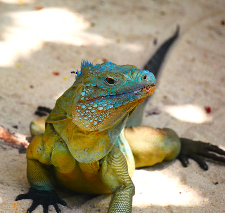 Blue iguana on the sand in the tropics, Thailand.の写真素材