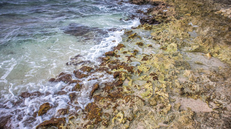 Coral reef on the coast of the island of Crete, Greece